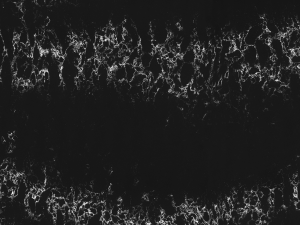 Black quartz surface with grey veining across the surface - Pearl Lava Technistone swatch