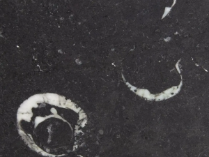 Fossil Stone Kilkenny Limestone swatch - An Bluish grey compact crinoid limestone with white fossils (shells, corals), dark irregular fine veins (stylolites) and / or white veins and concentrations spread over the surface.