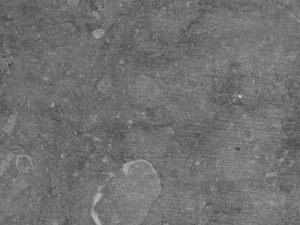 Kilkenny Limestone Standard swatch - Bluish grey compact crinoid limestone with white fossils (shells, corals), dark irregular fine veins (stylolites) and / or white veins and concentrations spread over the surface.