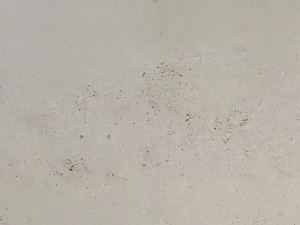 Pietra Bicci Travertine swatch - Beige compact limestone ("travertine") with "cloud-shaped" structure due to typical pore structure. The surface contains small openings that may or may not be filled (pores are usually filled when placed with adapted grout). Fossils can be present throughout the material.