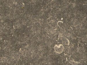 Cosentino SCALEA SAN VICENTE 20mm Marble